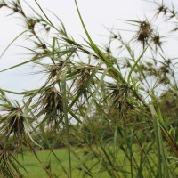 <i>Themeda tremula</i>  (Nees ex Steud.) Hack.